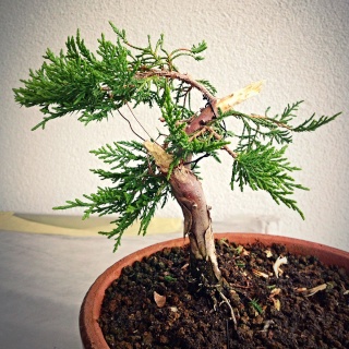 [WIP] Juniperus ...non meglio specificato. - Pagina 2 Img_2714