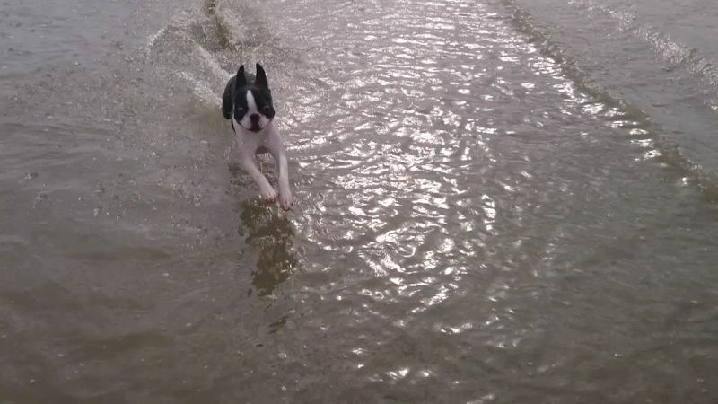 Grimaces de chien Screen10