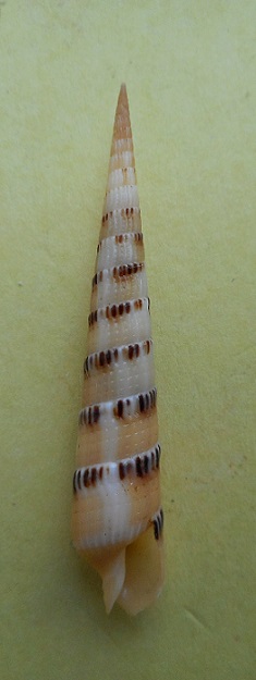 Myurella pertusa (Born, 1778) Dscn6225