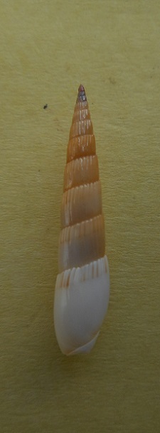 Hastula albula (Menke, 1843)  Dscn6314