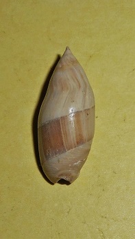 Olividae - † Ancilla dubia (Deshayes, 1830) - Lutétien moy. (Fleury la Rivière 51) Dscn6510