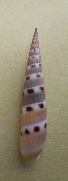 Hastula strigilata - (Linnaeus, 1758) Dscn6613