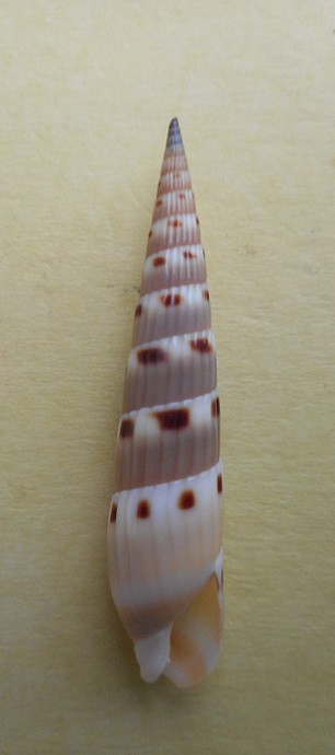 Hastula strigilata - (Linnaeus, 1758) Dscn6614