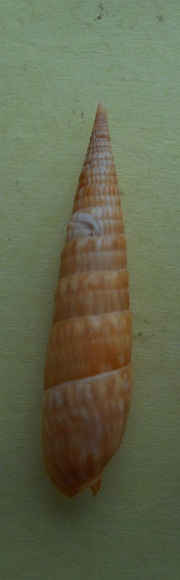 Perirhoe cerithina (Lamarck, 1822) acceptée comme Oxymeris cerithina (Lamarck, 1822) Dscn6617
