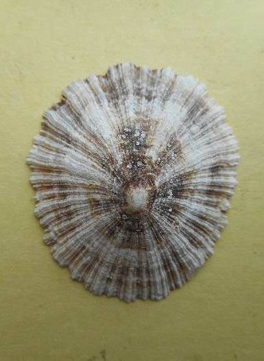 Patella caerulea (Linnaeus, 1758) Dscn6727