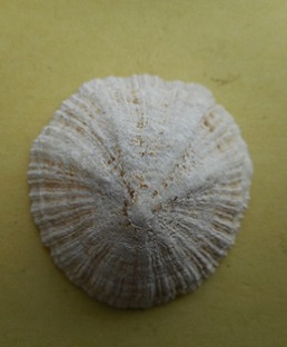 Patella ulyssiponensis Gmelin, 1791 Dscn6729