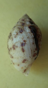 Pythia scarabaeus (Linnaeus,1758) Dscn6733