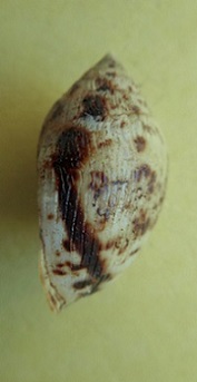Pythia scarabaeus (Linnaeus,1758) Dscn6734