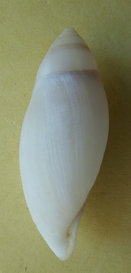 Ellobium aurisjudae (Linnaeus, 1758) Dscn6737