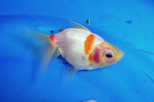 8 poissons type Ryukin Fantail nés chez moi Csc_0115