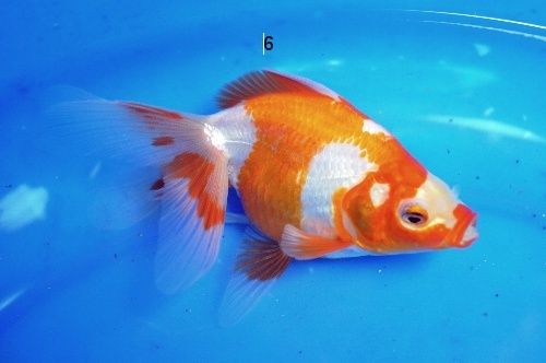 8 poissons type Ryukin Fantail nés chez moi Csc_0117