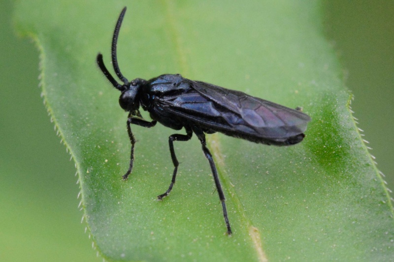 [Argidae] hyménoptère ? Mouche10