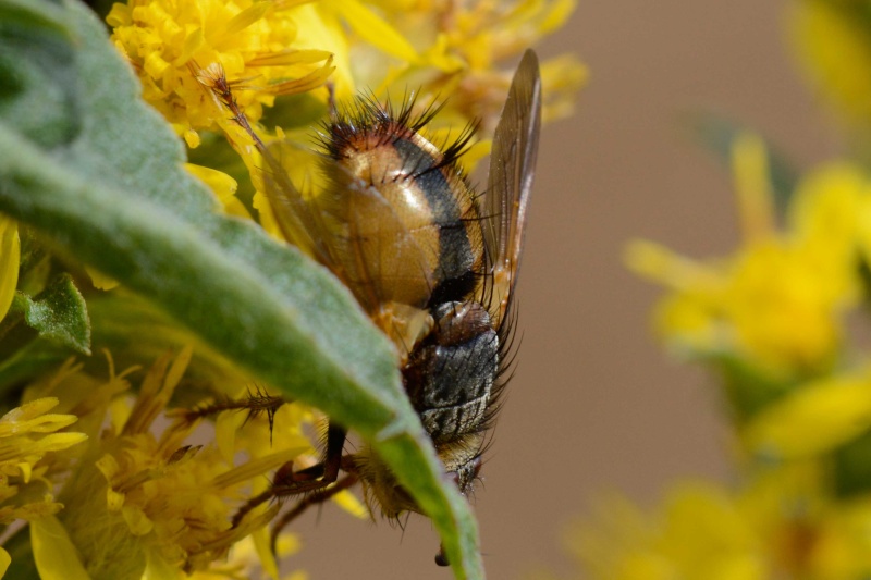 [Tachina fera] Mouche  Phaoni12