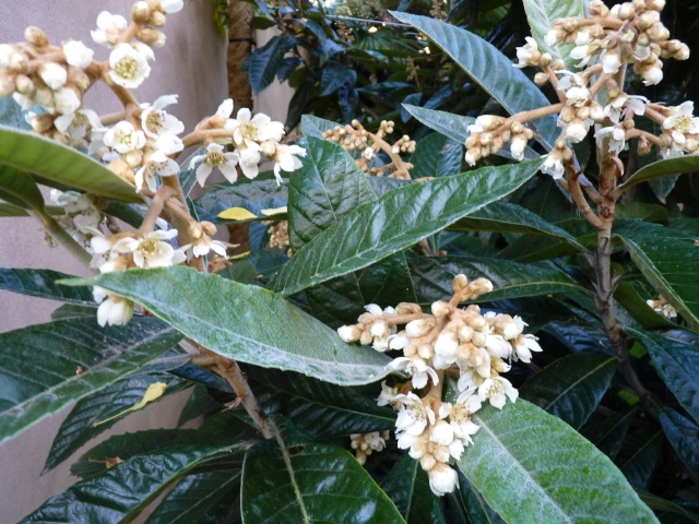 Eriobotrya japonica - bibacier, néflier du Japon P1040120