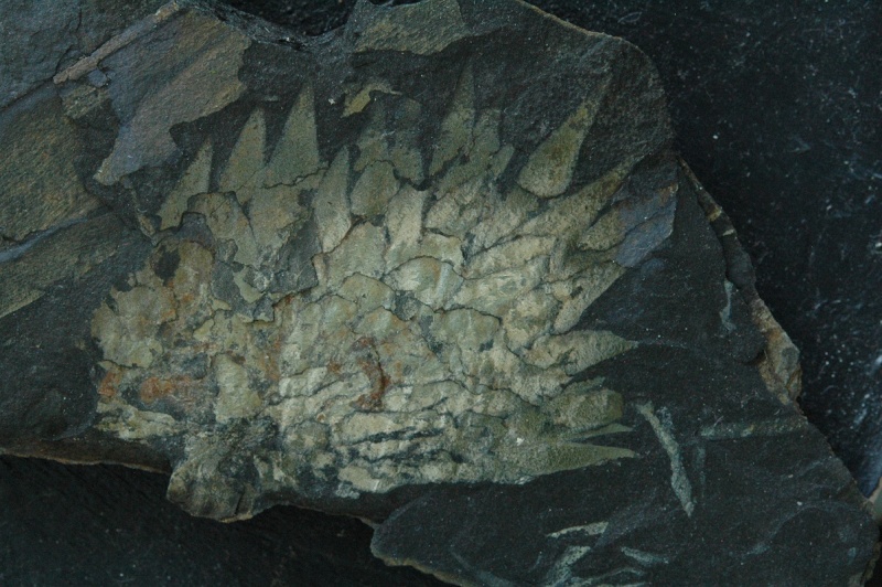 Flore Carbonifère des Alpes Françaises part 1 Vol_2210