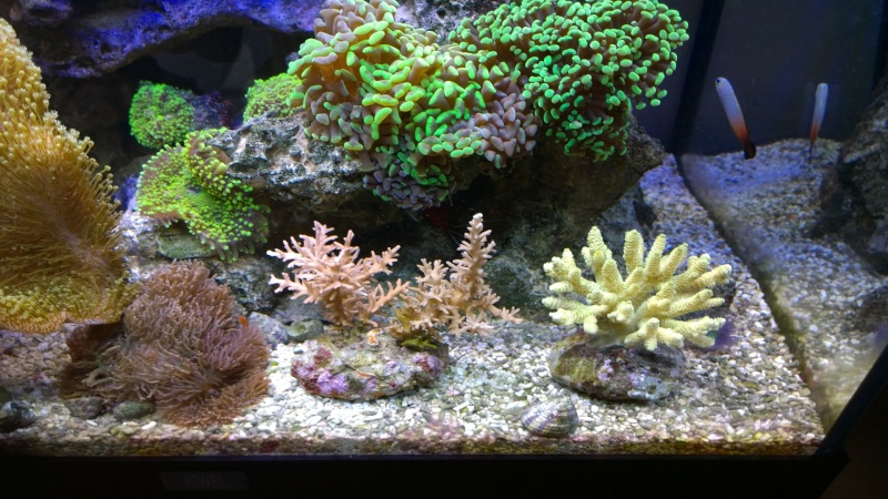Mon Red Sea Reefer 350L Wp_20110