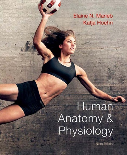 Human Anatomy & Physiology 9th Edition by Elaine N. Marieb and  Katja Hoehn 2013 Pearson Education Human_10