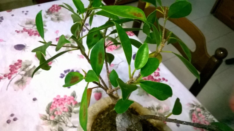 Ficus malato..diagnosi? Img-2015