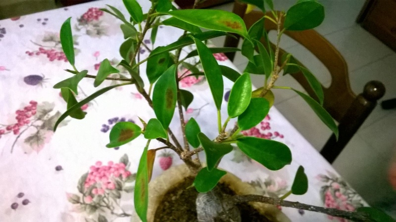 ficus - Ficus malato..diagnosi? Img-2015