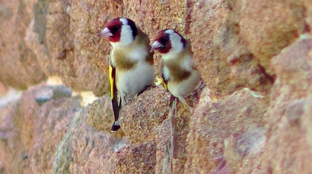 perruche - Oiseaux en couple - Même espèce Chardo17