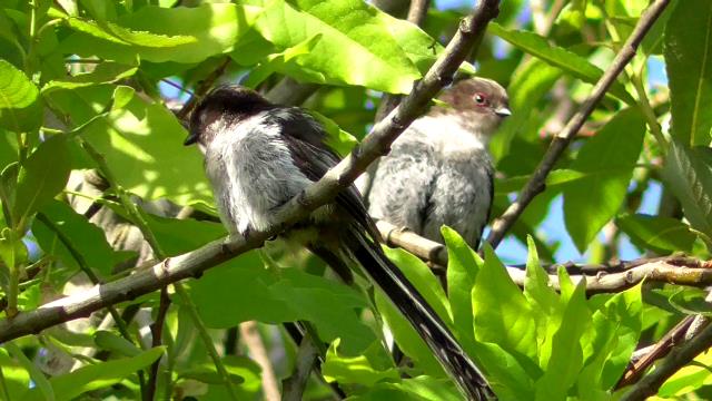 perruche - Oiseaux en couple - Même espèce Mesang10