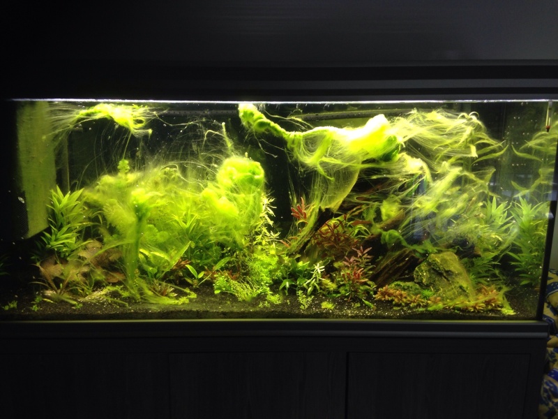 plusieurs type d'algues Image10