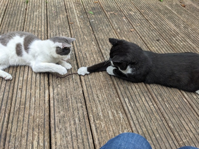 Shanti cherche un foyer après une longue errance, Aidofélins Maisons-Laffitte (78) Rousse14