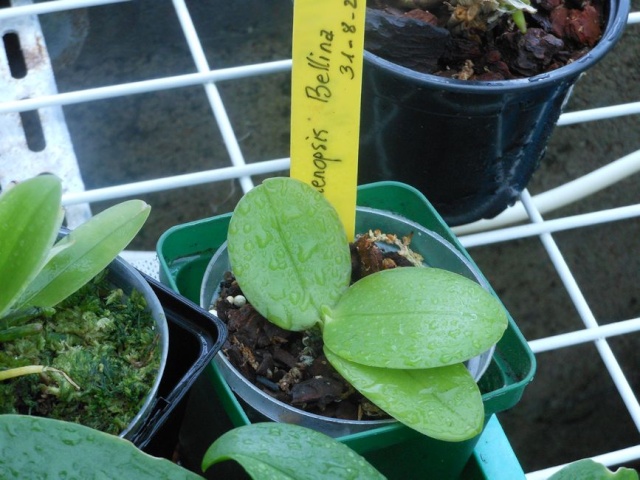 Phalaenopsis bellina Bellin10