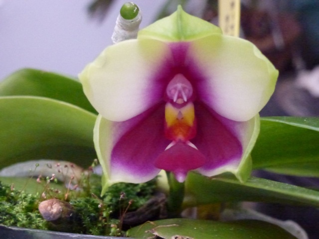 Phalaenopsis bellina Bellin11