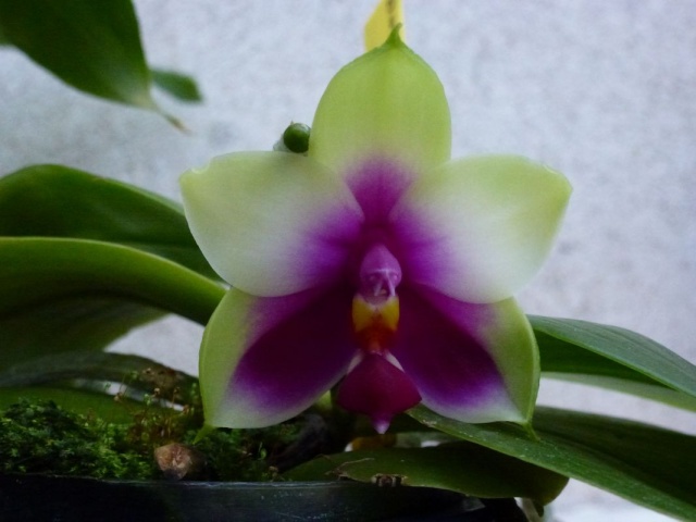 Phalaenopsis bellina Bellin12