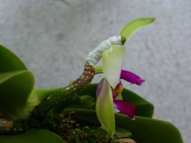 Phalaenopsis bellina Bellin13