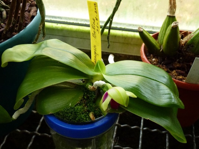Phalaenopsis bellina P1050215