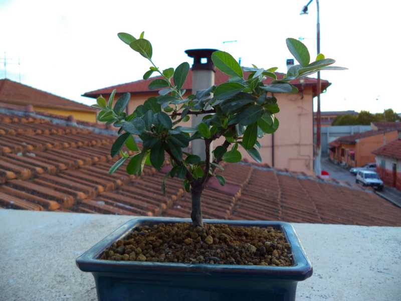 impostazione pyracantha K800_d23