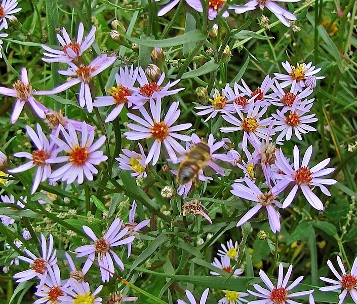 aster maritime - Aster maritime, Tripolium pannonicum Aster_13