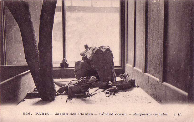 Vivarium de la Ménagerie du Jardin des Plantes de Paris - Page 2 Lyzard10