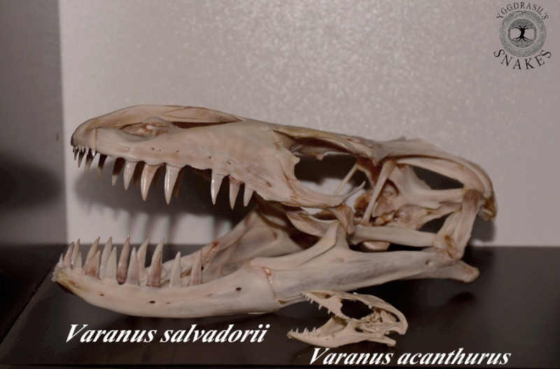 Varanus salvadorii, notre "raptor" est parti. V10