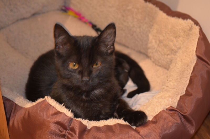 Langy, chaton de type européen noir, né le 01/07/2015 Dsc_0017