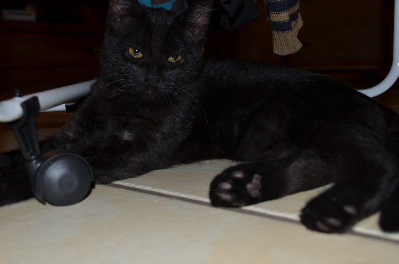 Langy, chaton de type européen noir, né le 01/07/2015 Dsc_0019