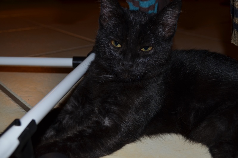 Langy, chaton de type européen noir, né le 01/07/2015 Dsc_0020