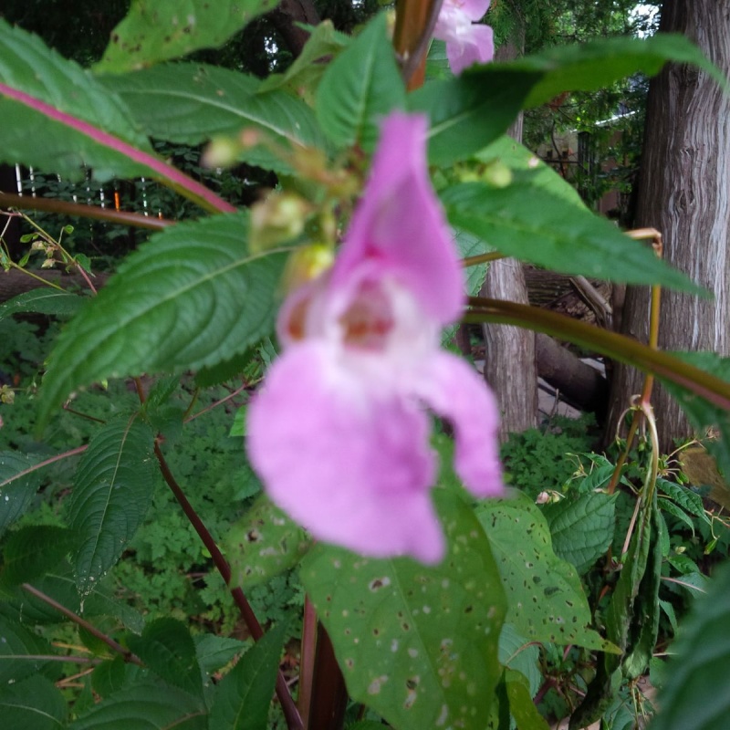 Can you identify this volunteer? (Maybe a Triffid?) Triffi16