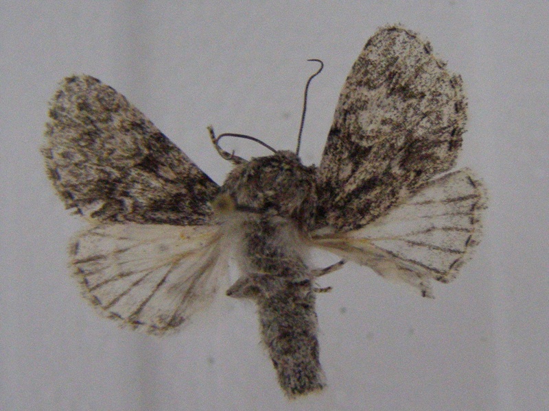 papillon de Bretagne 1 P1010014