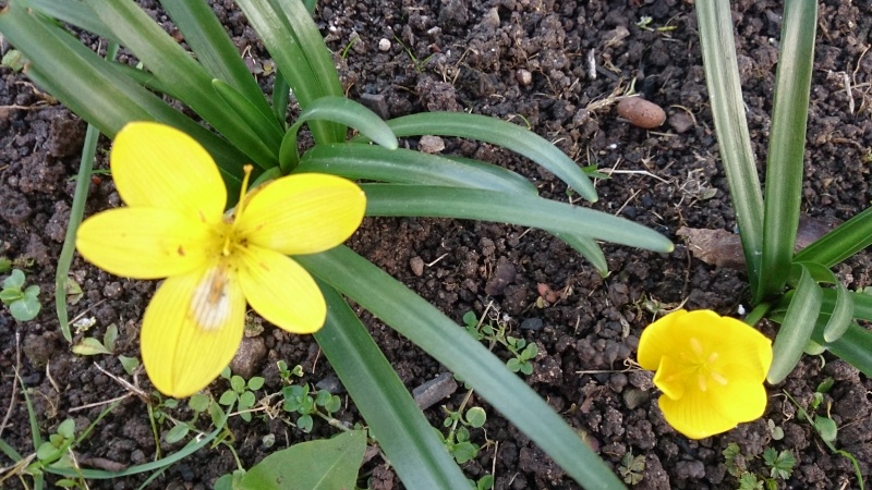 Schwertliliengewächse: Iris, Tigrida, Ixia, Sparaxis, Crocus, Freesia, Montbretie u.v.m. - Seite 8 Dsc_0927