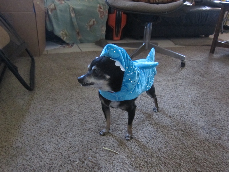 Joey the Prunie chihuahua. RIP- April 19, 1999-September 6, 2016 Img_4515