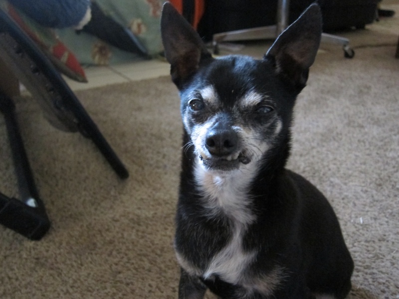 Joey the Prunie chihuahua. RIP- April 19, 1999-September 6, 2016 Img_4611