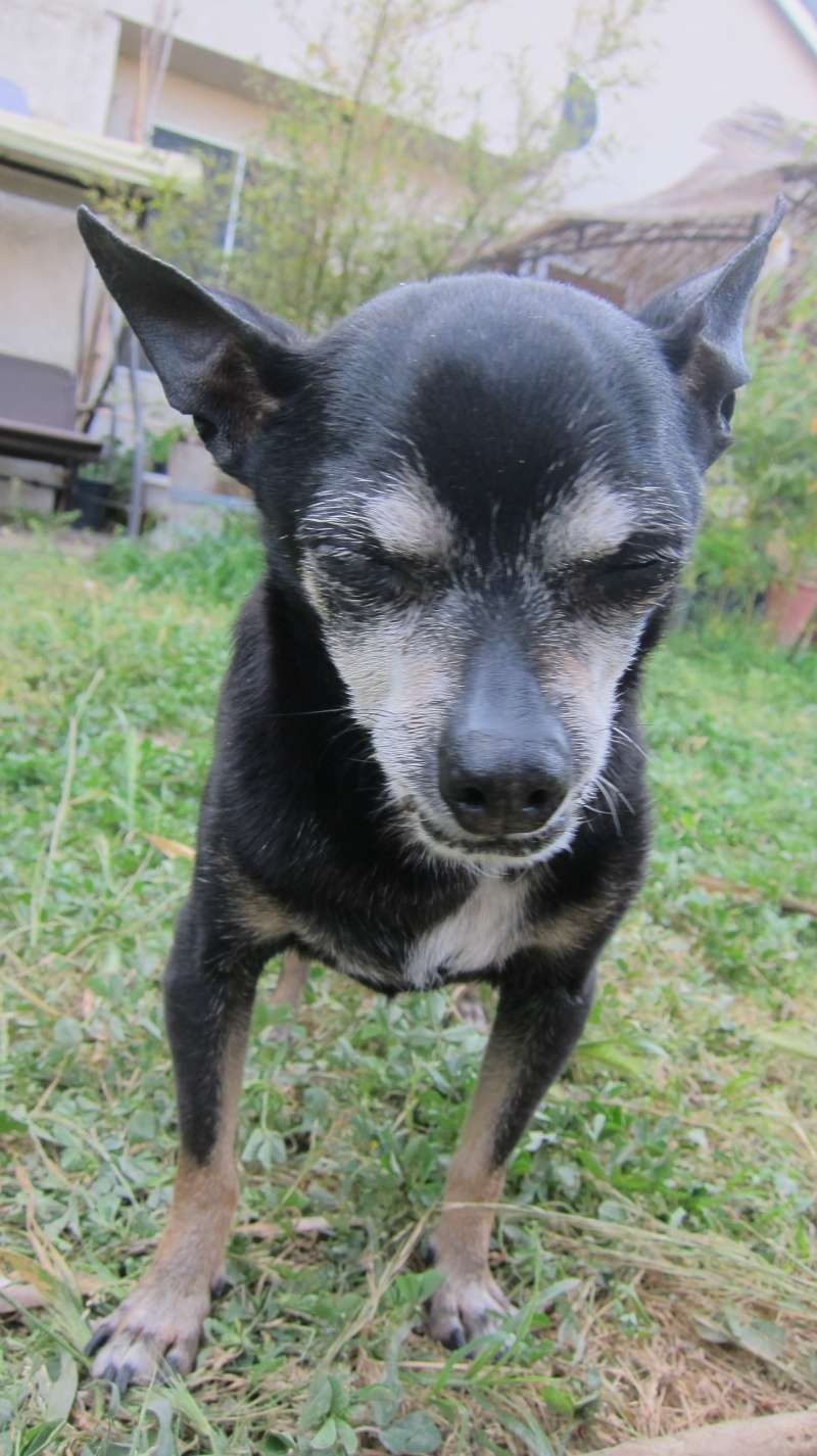 Joey the Prunie chihuahua. RIP- April 19, 1999-September 6, 2016 Joey_111