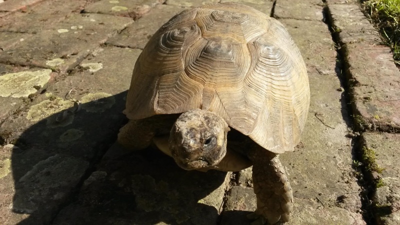 identification BB tortue 10921610