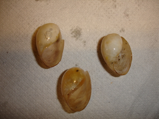 Akeridae - Akera bullata - O. F. Müller, 1776 111