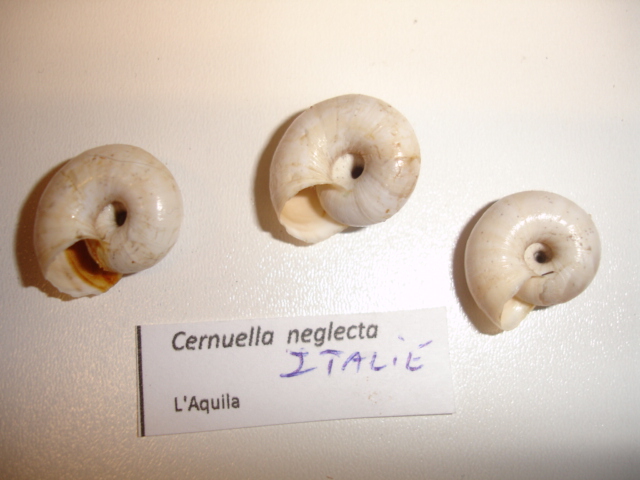 Cernuella neglecta (Draparnaud, 1805) - Page 2 Dsc04423