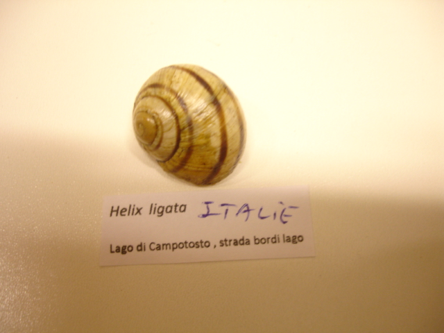 Helix ligata (O.F. Müller, 1774) Dsc04460