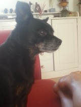 [SAUVETAGE] ATHOS, croisé york-pinscher, 10 ans - M Athos_13